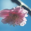 如月今日