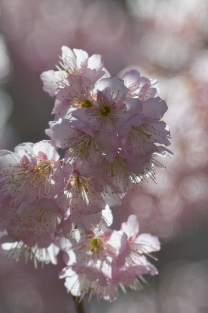 桜と光と時と