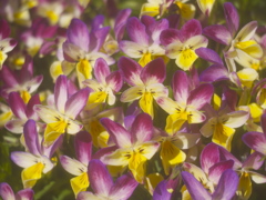 花の顔　Ⅲ　無関心