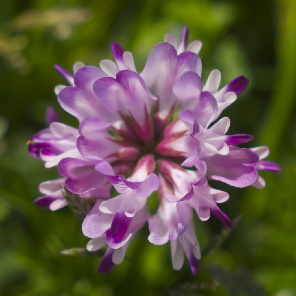 春の野の花