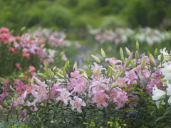 花の音