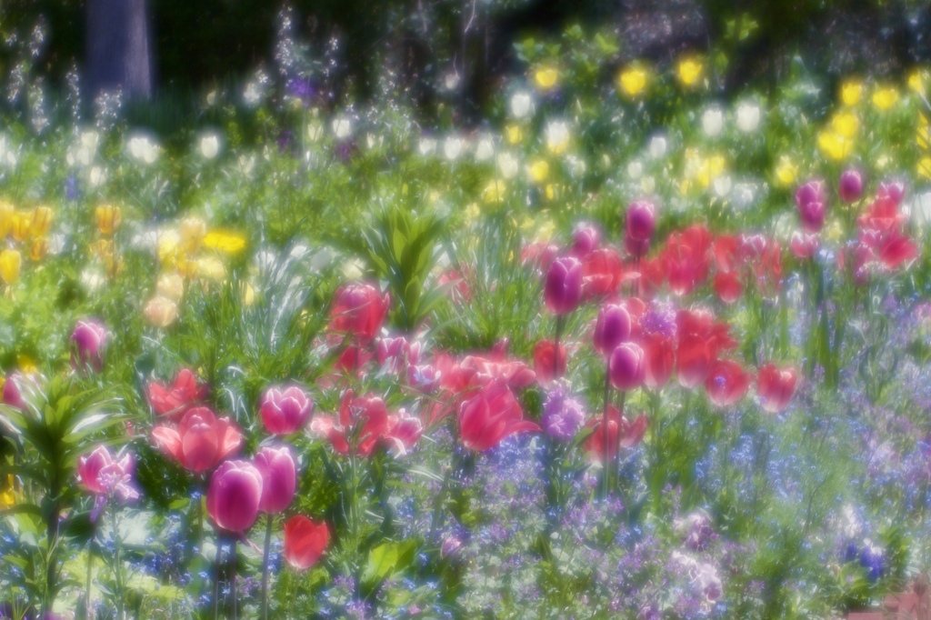 花の庭４
