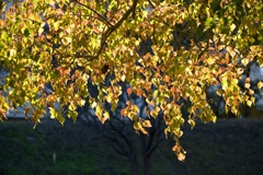 夕簾