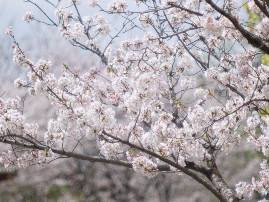 花から花