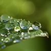 雨上がりの朝