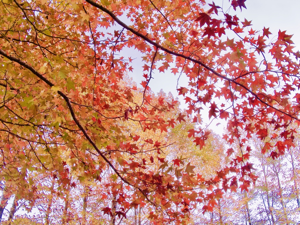 11月の色