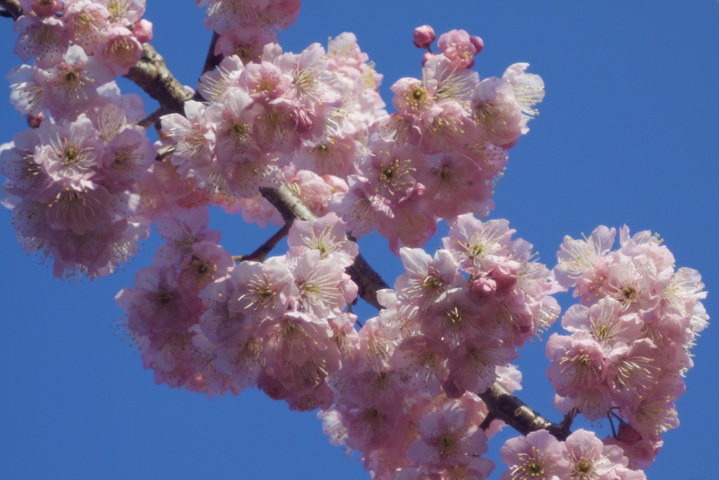 桜陽気