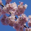 桜陽気