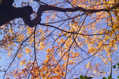 紅葉空
