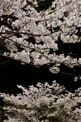 春良日