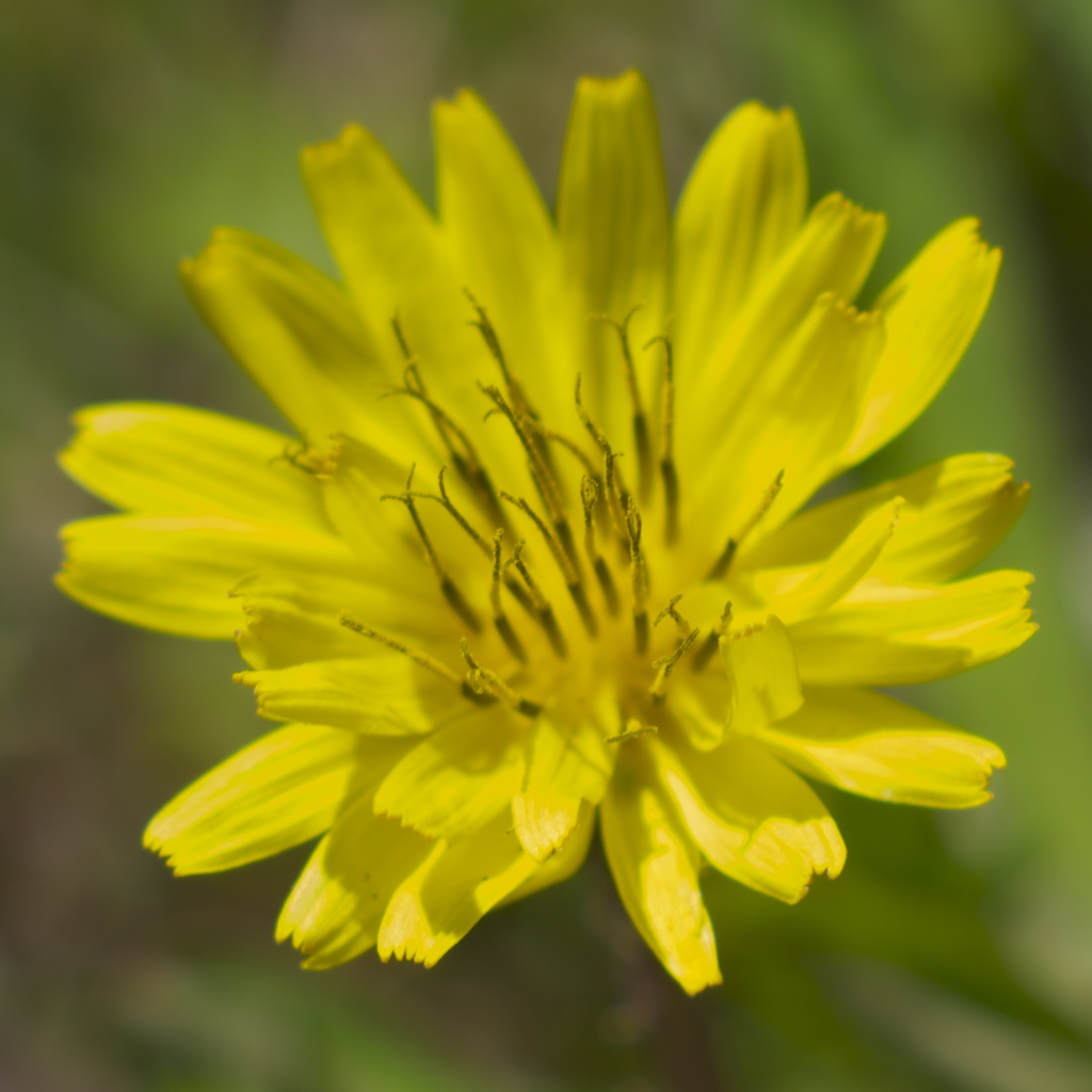 野の花　１