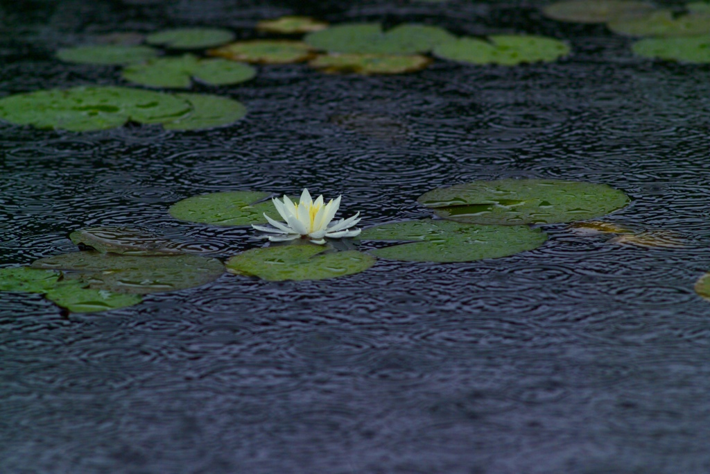 雨の日の表情３