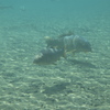 魚の性格
