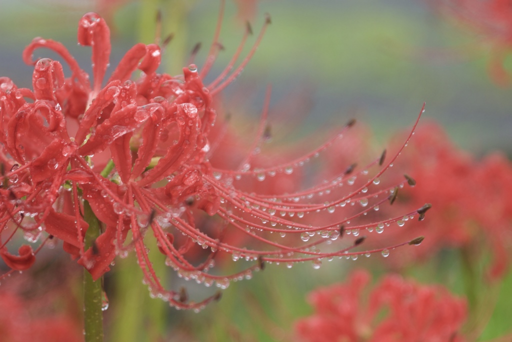 雨の九月