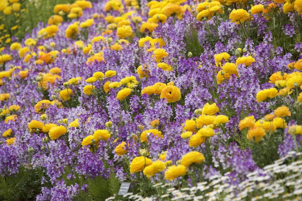 Yellow & Violet