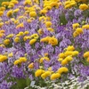 Yellow & Violet