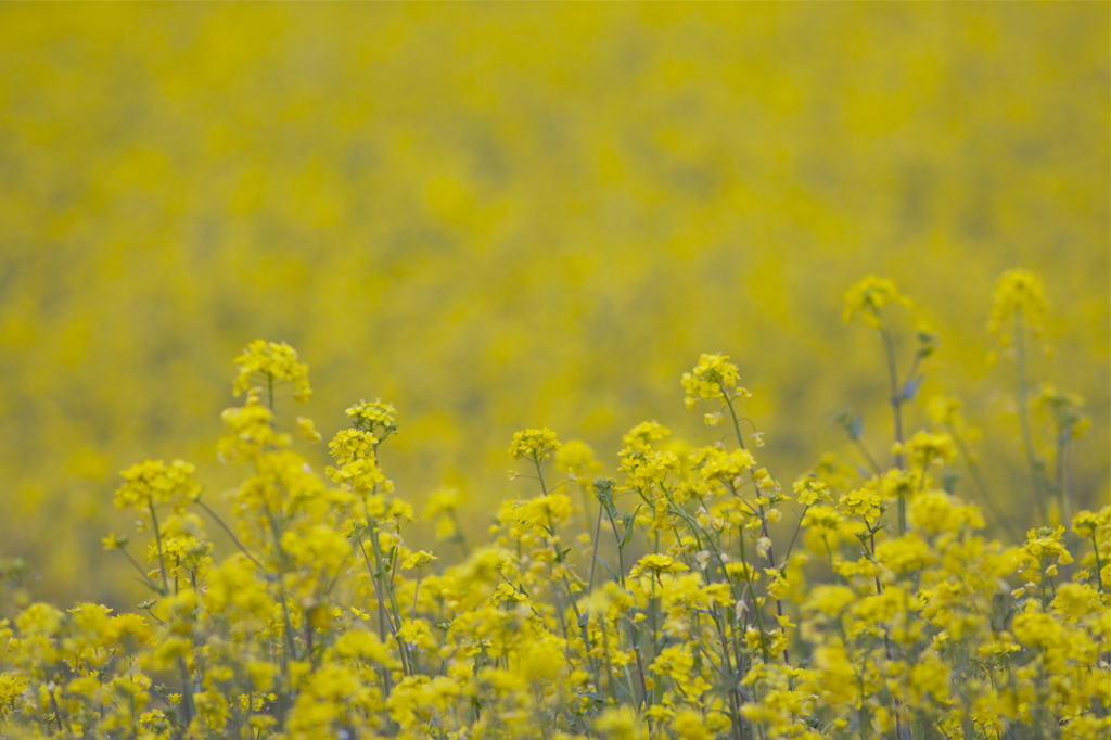 Yellow Wall
