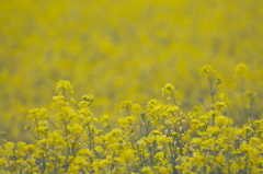 Yellow Wall