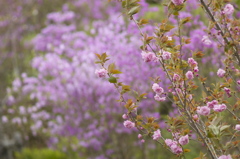 桜の名前