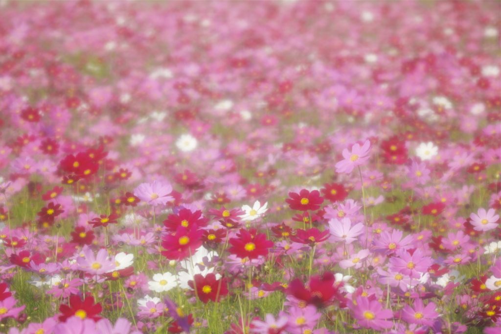 花模様