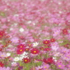 花模様