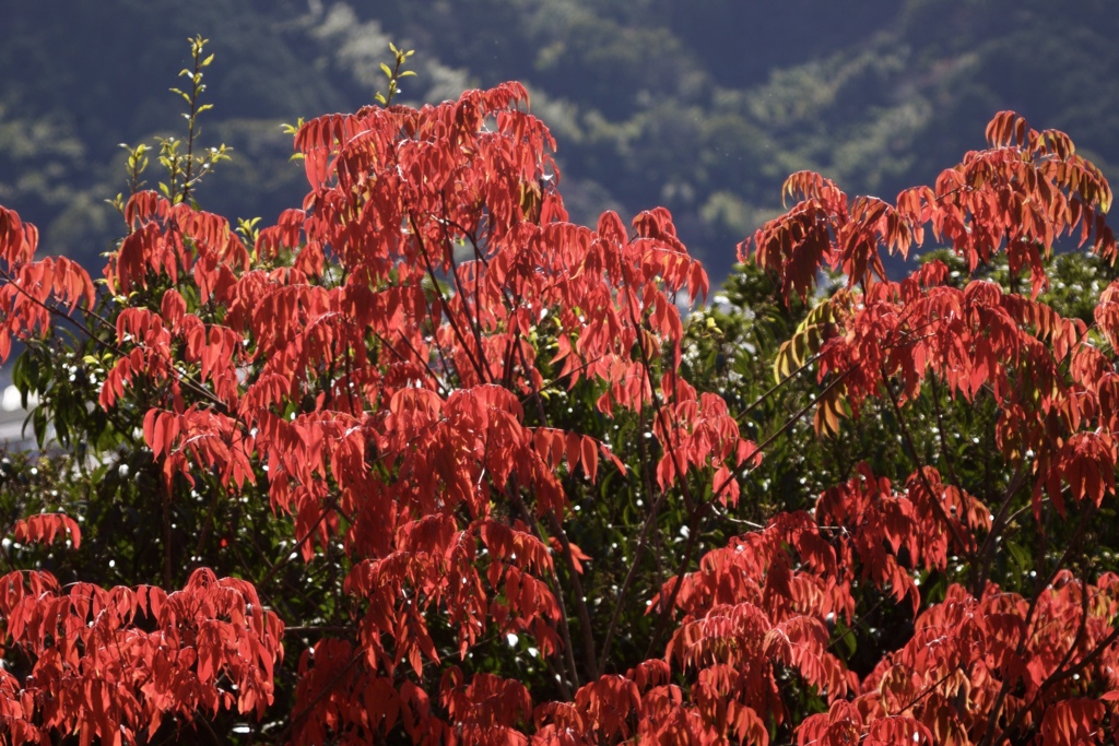 冬紅葉