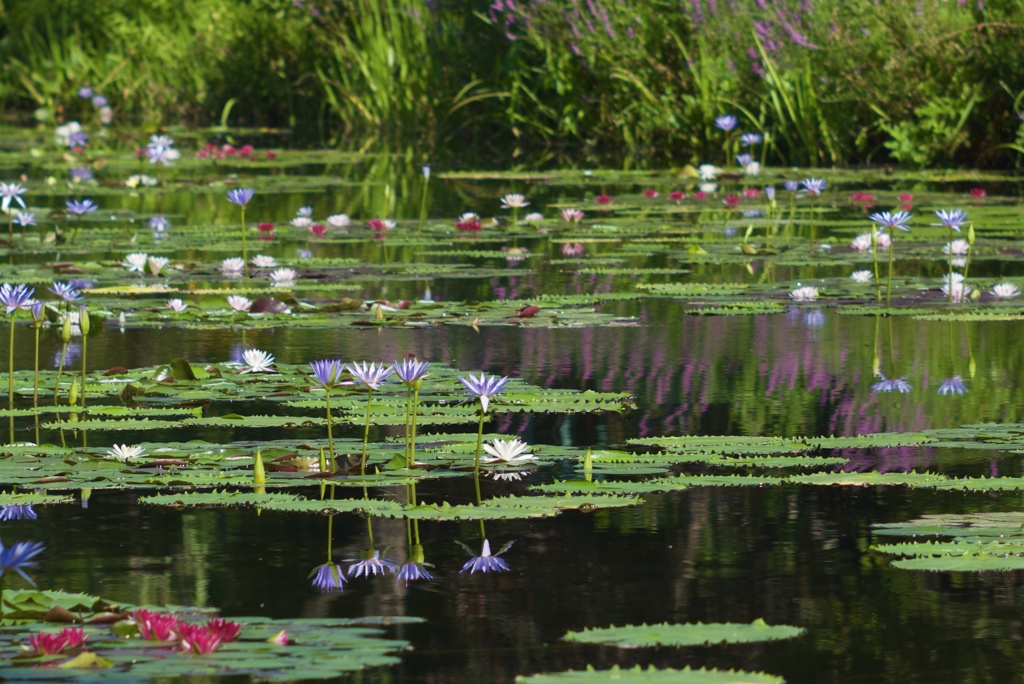 夏の池