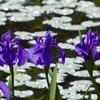 春紫