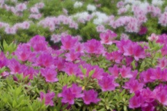 華やぐ頃