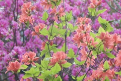花から花へ