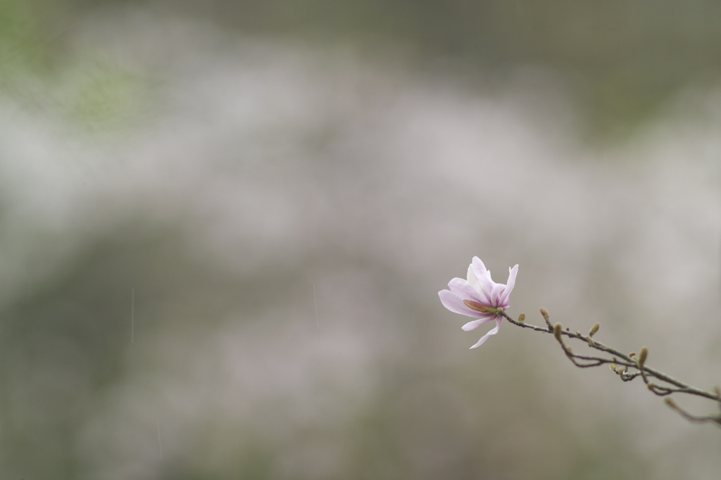 春雨ぽつり