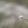 春雨ぽつり