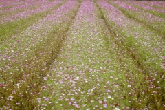 花への願い