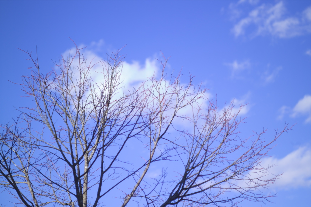 冬空