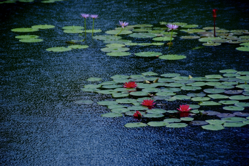 雨の色