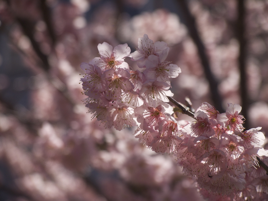 桜影