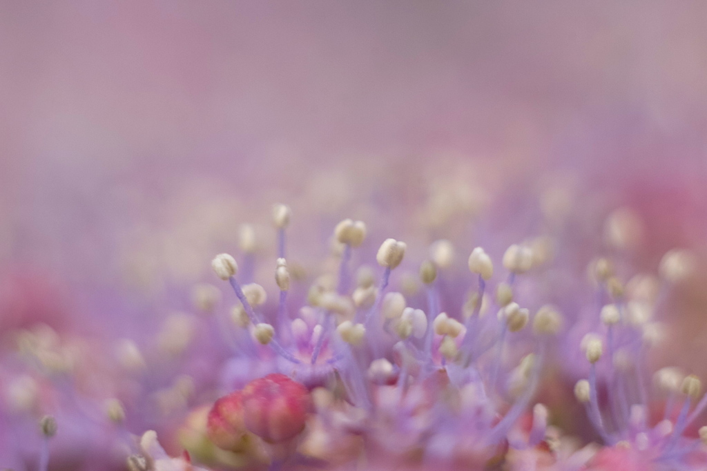 花空間