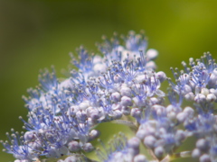 天空のお花畑