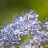 天空のお花畑