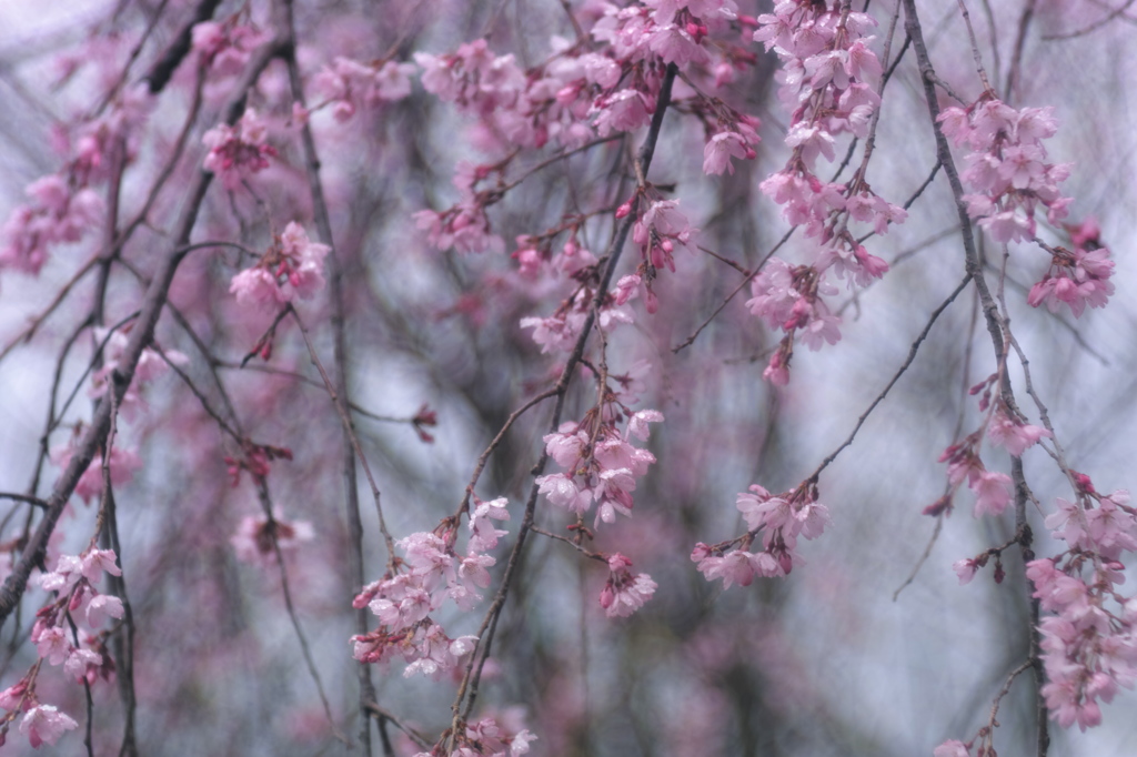 彩雨