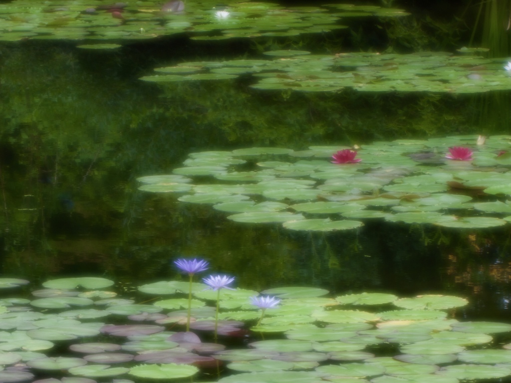 緑映