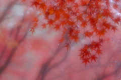 紅雨