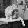 猫の勝手