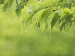 潤いの雨