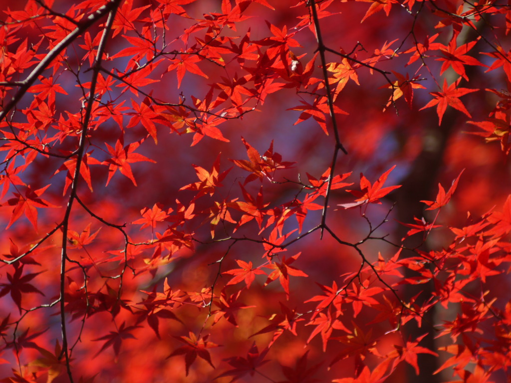 朝の光は紅