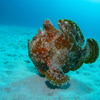 海水魚