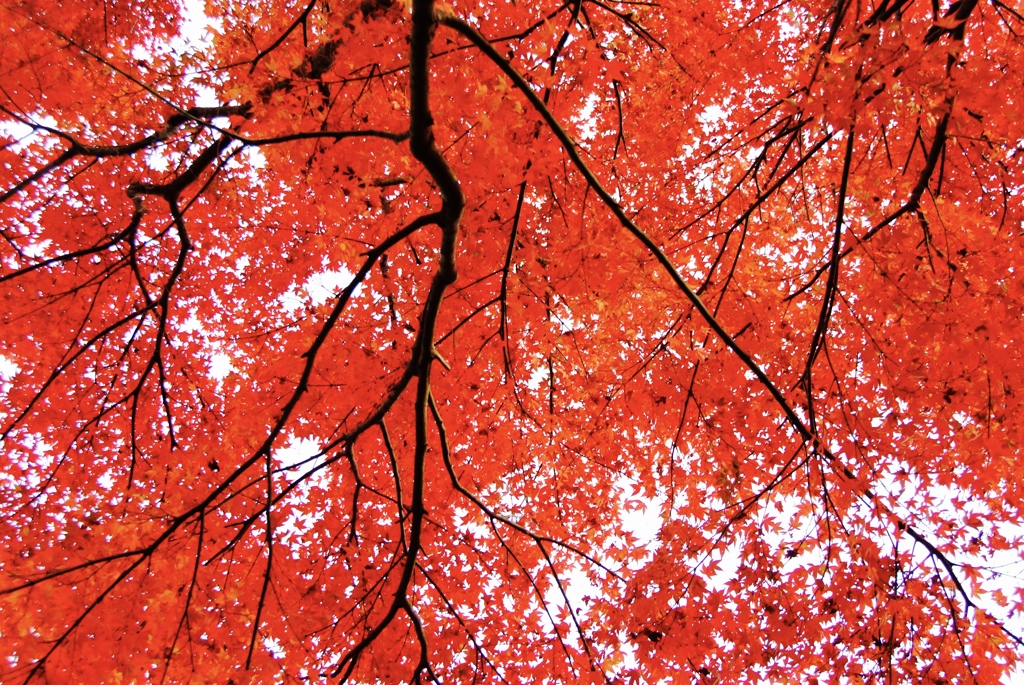 十二月の紅