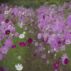 花道