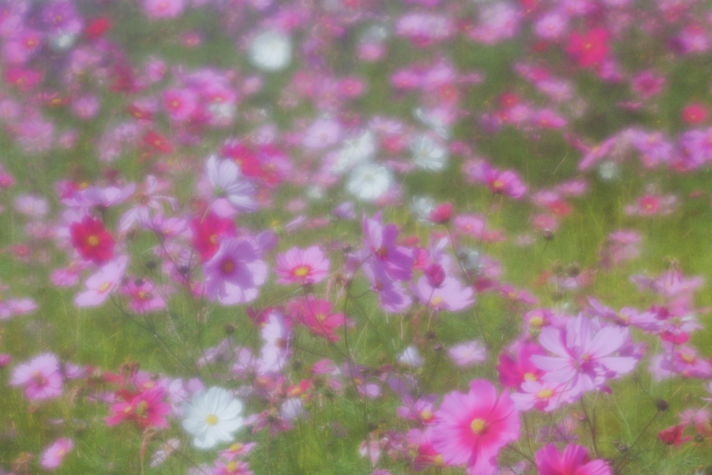 晩秋の印象６
