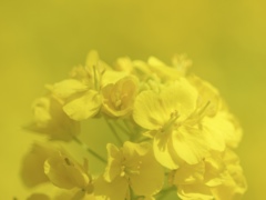 Spring Yellow